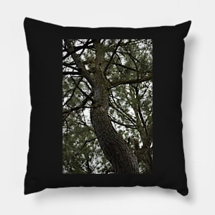 Looking up at a Pine Tree Pillow