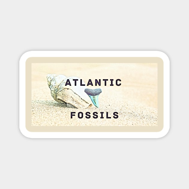 Conch Shell Atlantic Fossils Shark Tooth Magnet by AtlanticFossils