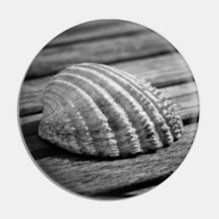 Half a sea shell on wood Pin