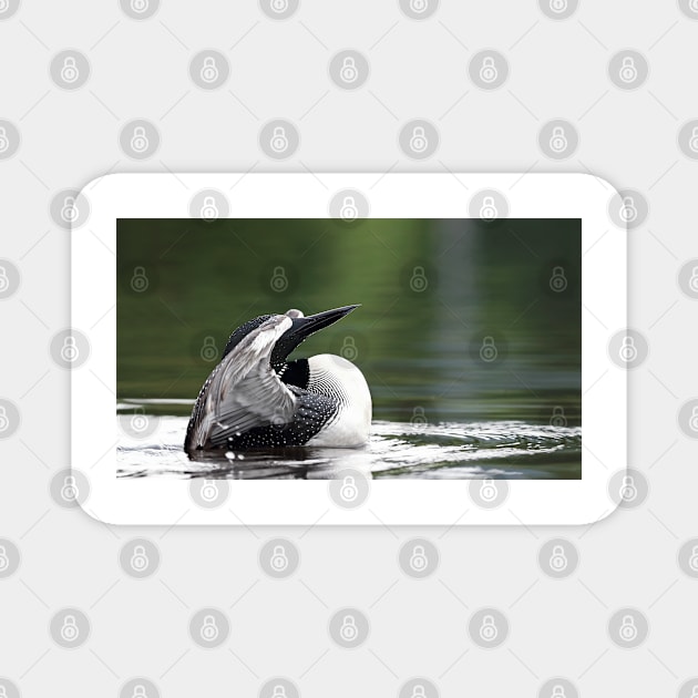 Hide n' seek - Common loon Magnet by Jim Cumming