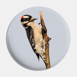 Male Downy Woodpecker on the Pear Tree Pin