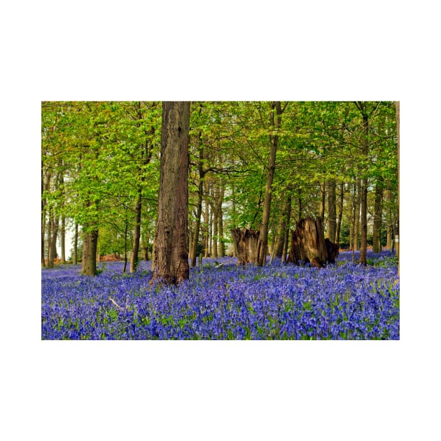 Bluebells Bluebell Woods Greys Court Oxfordshire UK by AndyEvansPhotos