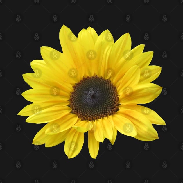 sunflower, sunflowers, bloom, floral by rh_naturestyles