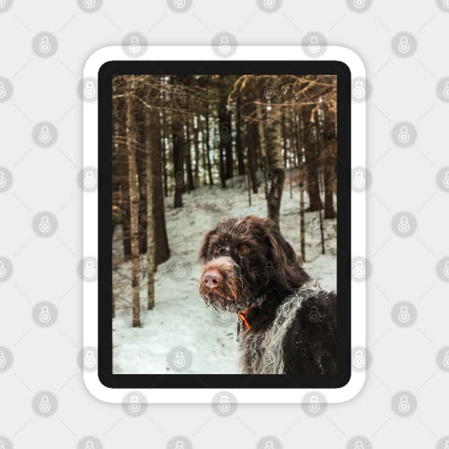 Winter Wirehair Magnet by Isla Creek Casuals