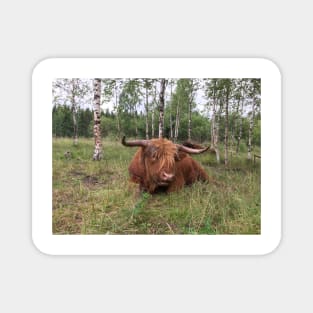 Scottish Highland Cattle Bull 1464 Magnet