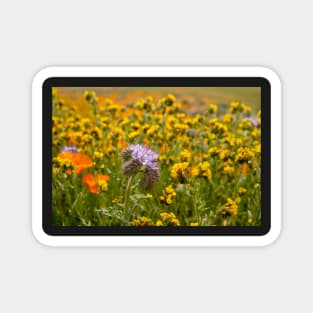 Wildflowers in Bloom Magnet