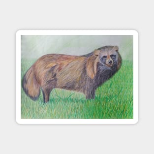 Raccoon dog Magnet