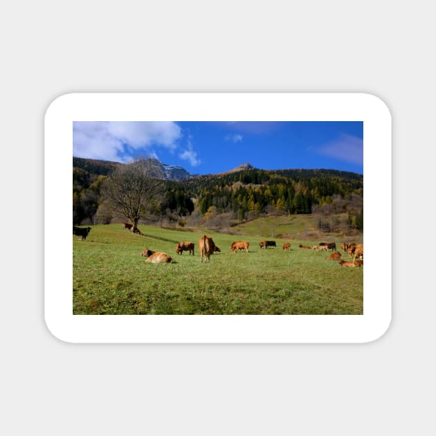 Herd in Switzerland Magnet by annalisa56