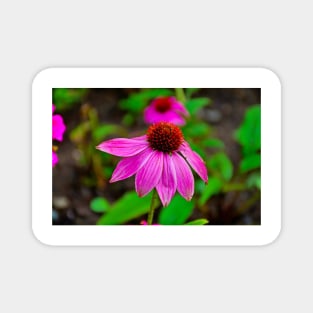 Purple Coneflower Magnet