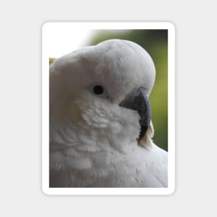 Sulphur Crested Cockatoo Magnet