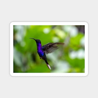 Purple Hummingbird Flying in Greenery Magnet