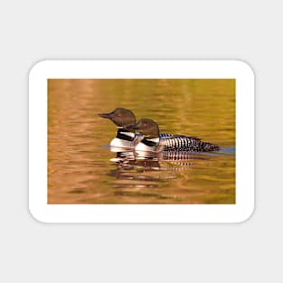 Taking a quick break - Common Loons Magnet