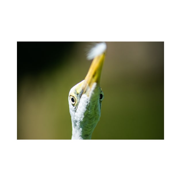 Close up of a Great egret by KensLensDesigns