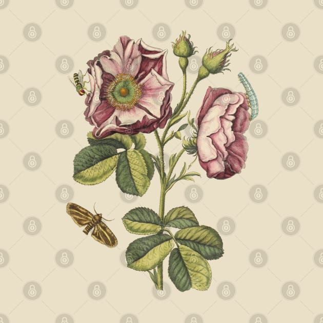 Rose Flower with Insects Vintage Botanical Illustration by Biophilia