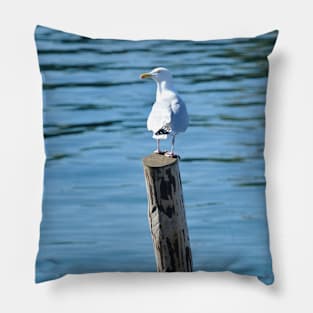 Seagull resting on a post Pillow