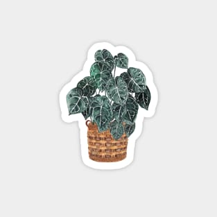 Anthurium Potted Plants Magnet