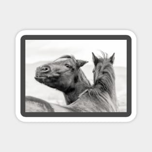 Funny Smiling Ranch Horse Magnet