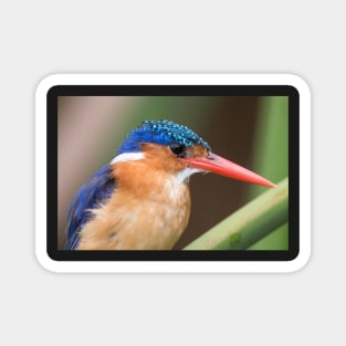 Malachite Kingfisher Magnet