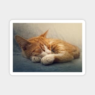 ginger cat resting on a sofa Magnet