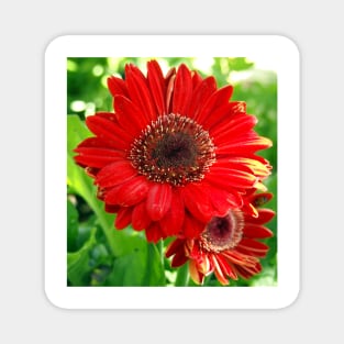 Giant Red Gerber Daisy Flower in the Garden Magnet