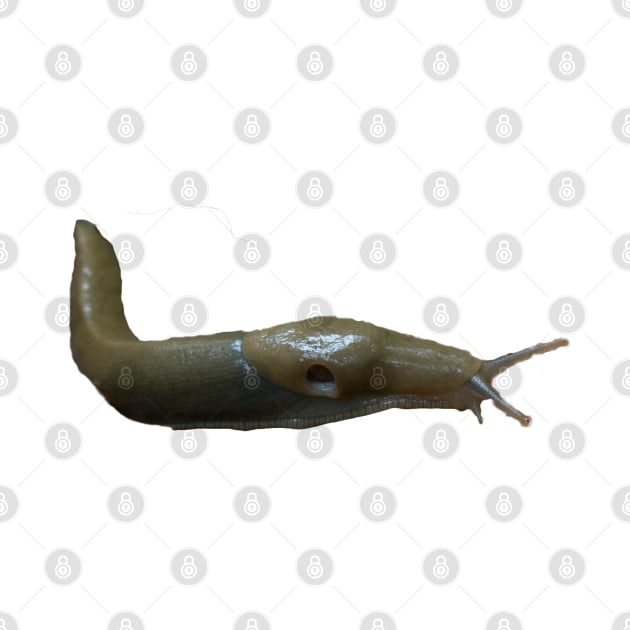 Banana Slug!! by stermitkermit
