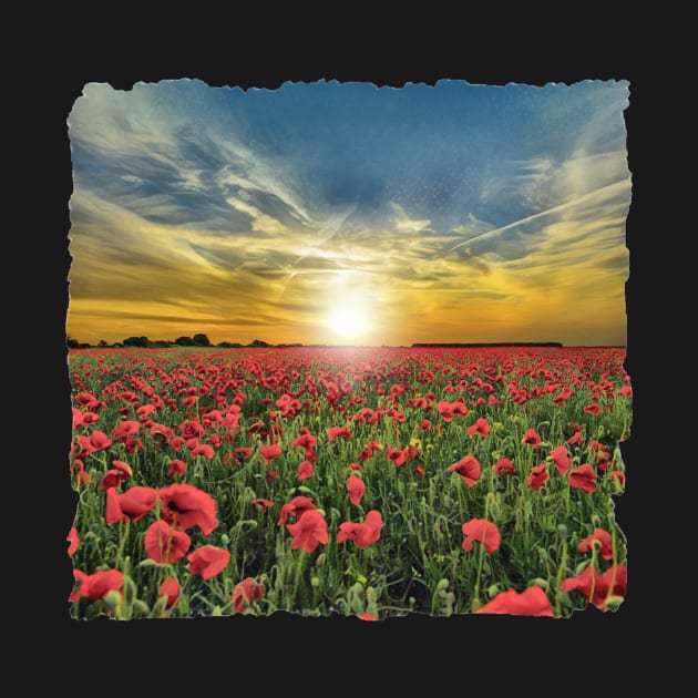 Red Poppy Flowers At Sunset by PhotoArts