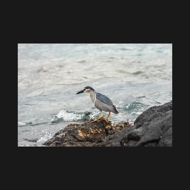 Black-crowned night heron of hawaii 6 by KensLensDesigns