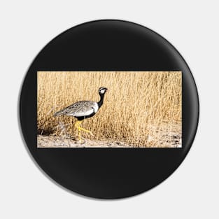 Korhaan bird. Pin