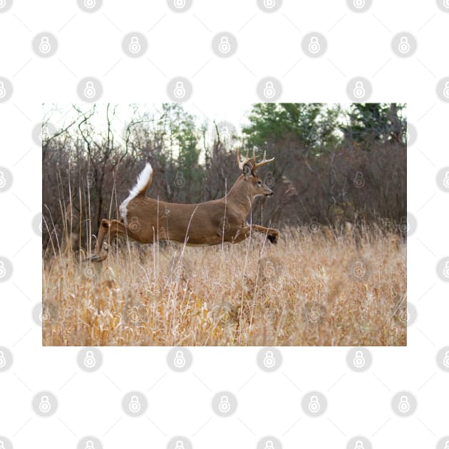 Taking Flight - White-tailed Buck by Jim Cumming