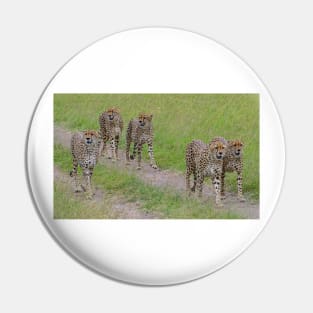 Five Cheetah Pin