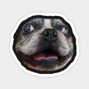 Rhett the Boston Terrier Magnet