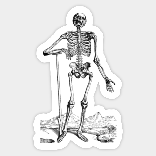 Vintage Human Anatomy Skeleton Human Skeleton Sticker Teepublic