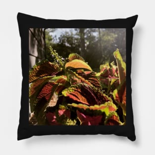 Contrast in Color Pillow