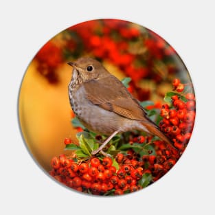 Stunning Hermit Thrush Songbird Amid the Colors of Autumn Pin