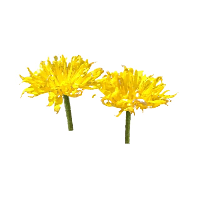 A pair of yellow flowers. No writing by Lively Nature