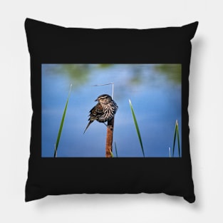 Female Black Bird Perched on a Reed Pillow