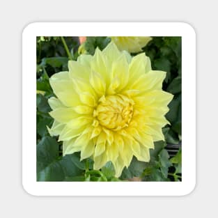 Yellow Dahlia Bloom Magnet