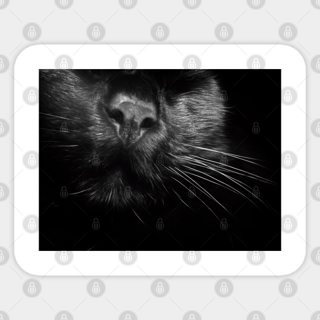 Black Cat Whiskers Black Cat Sticker Teepublic Uk