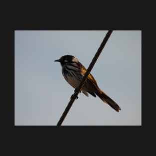 New Holland Honeyeater on a wire T-Shirt