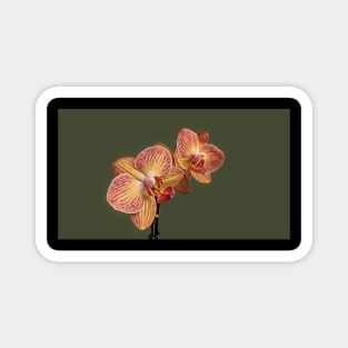 Stunning Yellow and Pink Orchid Magnet
