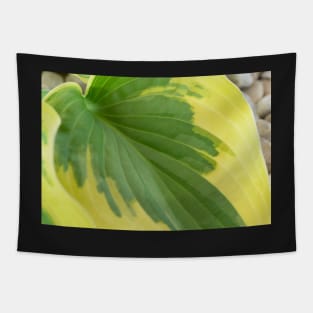 Hosta  'Wide Brim'  Plantain lily Tapestry