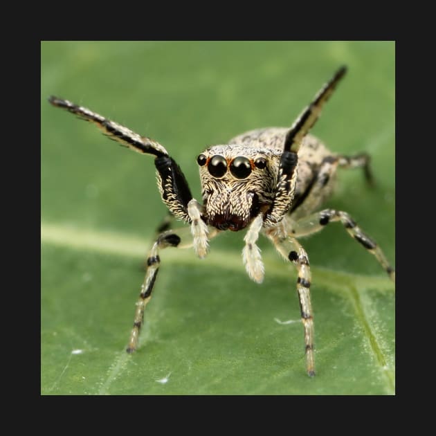 Jumping Spider by Rosettemusicandguitar