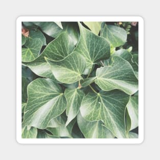 Beautiful Green Plant Magnet