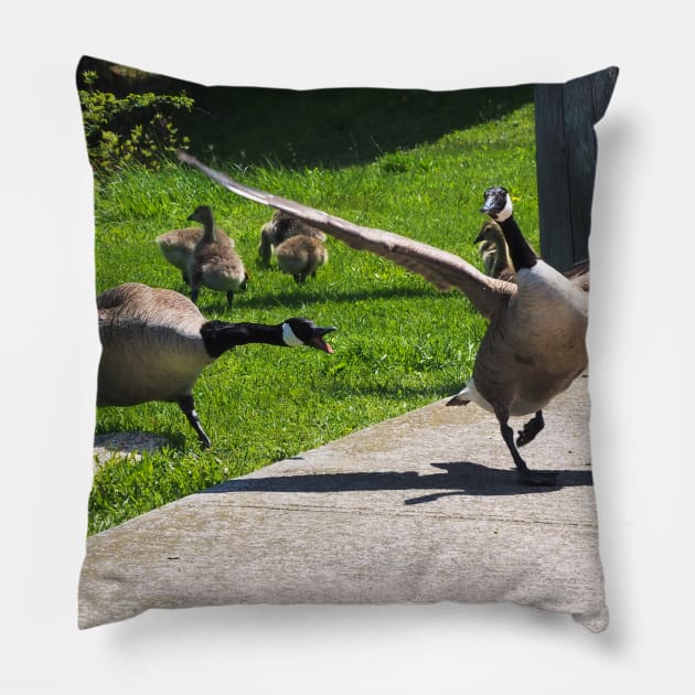 Canada Goose Honking At Other Goose, Wings Spread Pillow by BackyardBirder