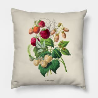 Red Raspberry Antique Botanical Illustration Pillow