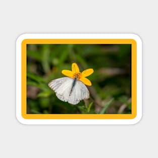 Southern White On Yellow Oxeye Daisy Magnet