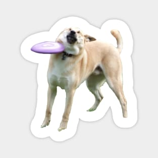 Frisbee Doge Magnet