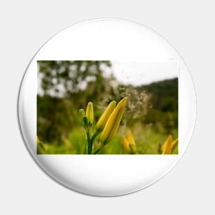 blb double day lilies Pin