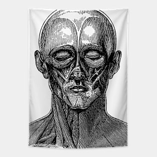 Diagram of the muscles of the human face Tapestry