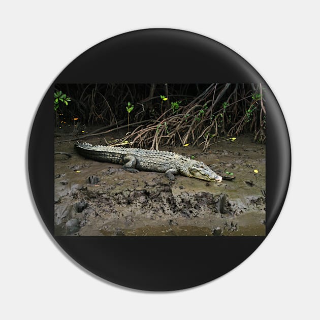 Crocodile - Chinaman Creek - Cairns Pin by pops